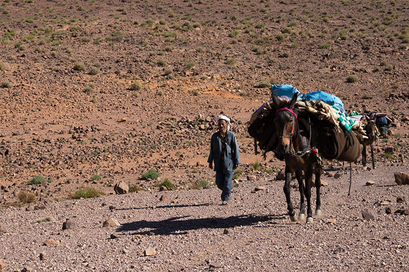 cavallo-deserto-Marocco